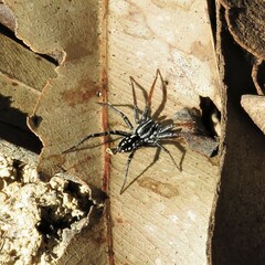 Nyssus coloripes