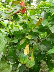 Passiflora miniata