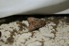 Protorthodes