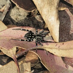Nyssus albopunctatus