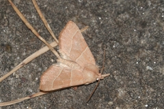 Atethmia centrago