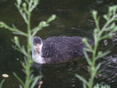 Fulica atra