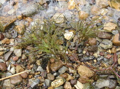 Najas minor