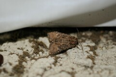 Protorthodes