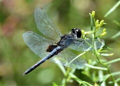 Celithemis martha