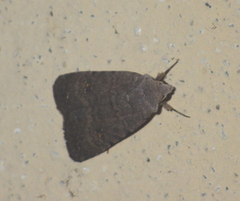 Caradrina flavirena