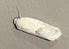 Ponometia elegantula