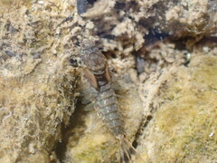 Siphlonuridae
