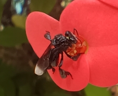 Frieseomelitta nigra