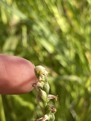 Spiranthes casei casei