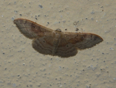 Idaea degeneraria