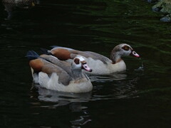 Alopochen aegyptiaca