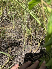 Dichanthelium praecocius