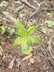 Lysimachia borealis