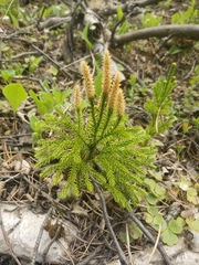 Dendrolycopodium dendroideum