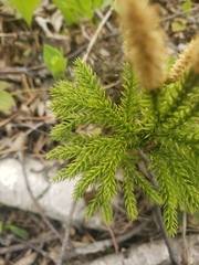 Dendrolycopodium dendroideum