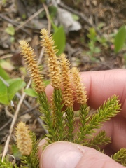 Dendrolycopodium dendroideum