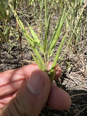 Dichanthelium praecocius