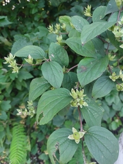 Philadelphus coronarius
