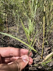 Dichanthelium praecocius