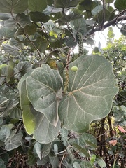 Coccoloba uvifera