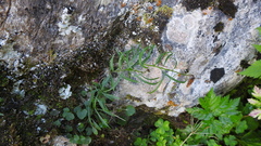 Campanula scheuchzeri