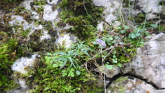 Campanula scheuchzeri
