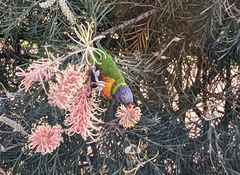 Trichoglossus moluccanus