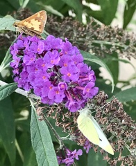 Buddleja