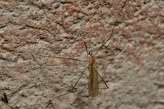 Erioptera
