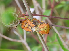 Carpocoris pudicus