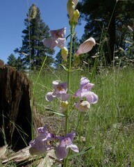 Penstemon