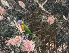 Trichoglossus moluccanus