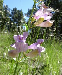 Penstemon