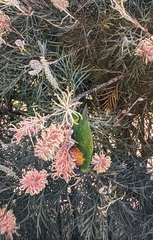 Trichoglossus moluccanus