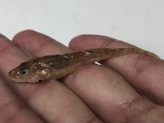 Deepwater Sculpin photo 2