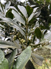 Gaiadendron punctatum