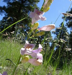 Penstemon