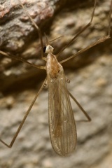 Erioptera