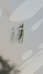 Zeugomantispa minuta