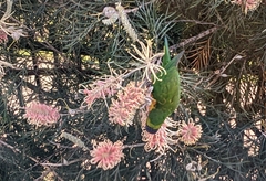 Trichoglossus moluccanus