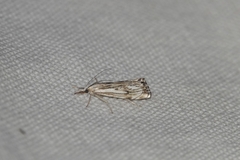 Catoptria falsella