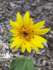 Helianthus petiolaris