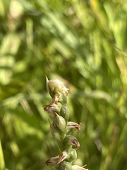 Spiranthes casei casei