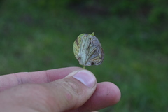 Phyllocnistis populiella