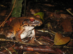 Leptodactylus pentadactylus