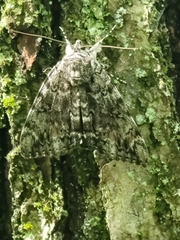 Catocala lacrymosa