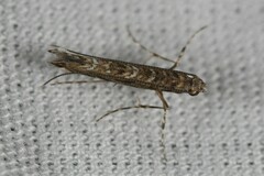 Neurobathra strigifinitella