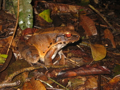Leptodactylus pentadactylus