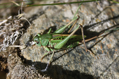 Decticus verrucivorus